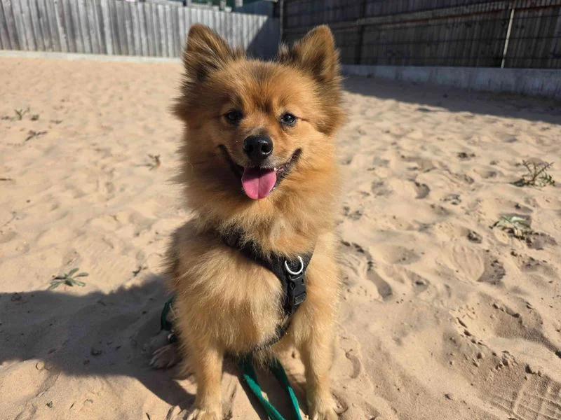 Pomeranian