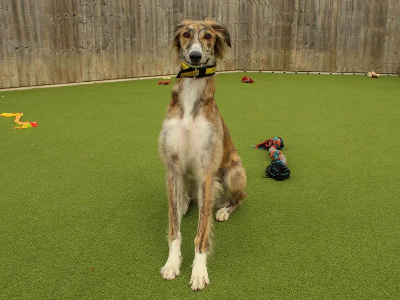 Saluki