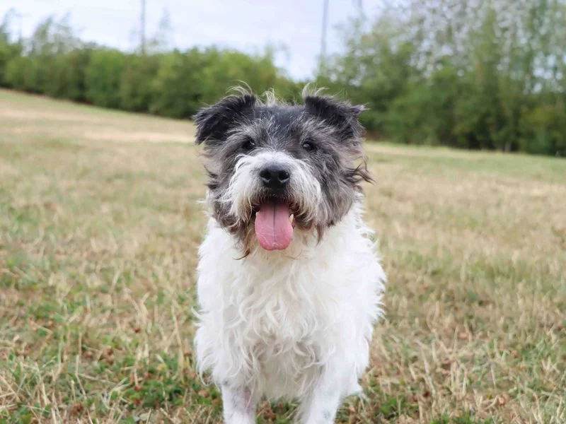 Cairn Terrier