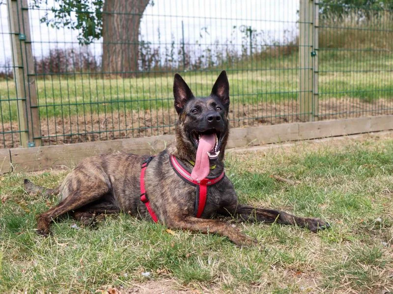 Dutch Shepherd