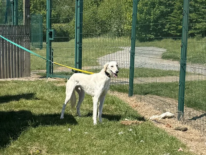 Saluki
