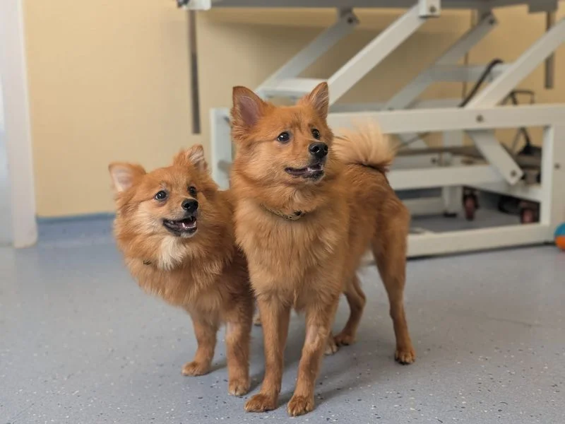 German Spitz