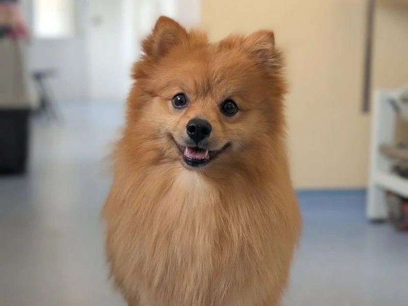 German Spitz