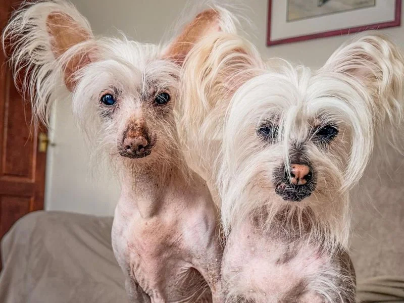 Chinese Crested