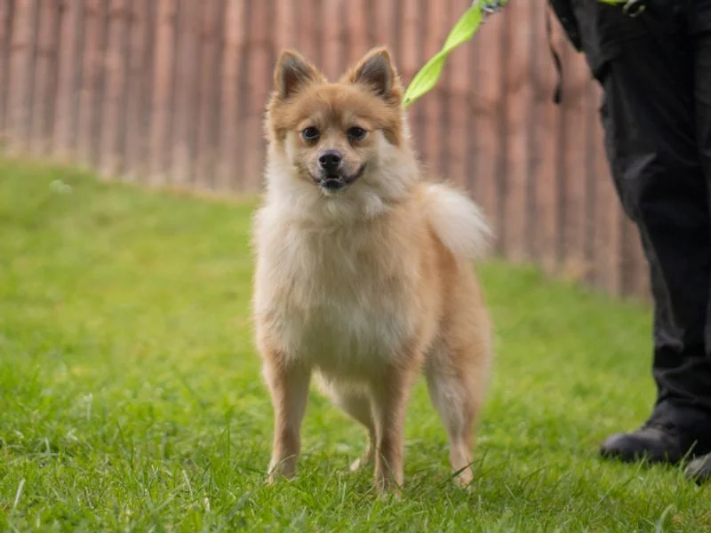 German Spitz