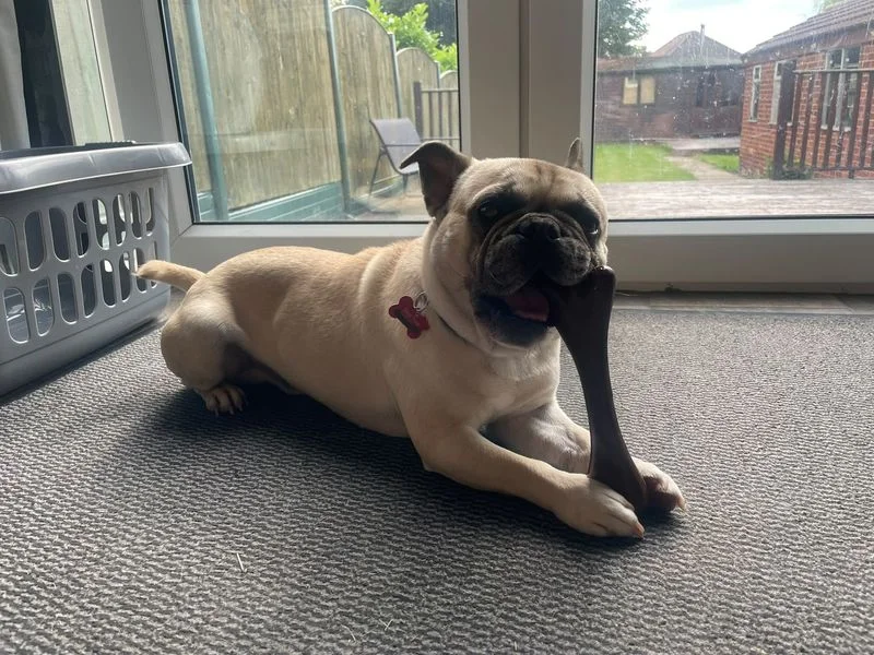 Pug