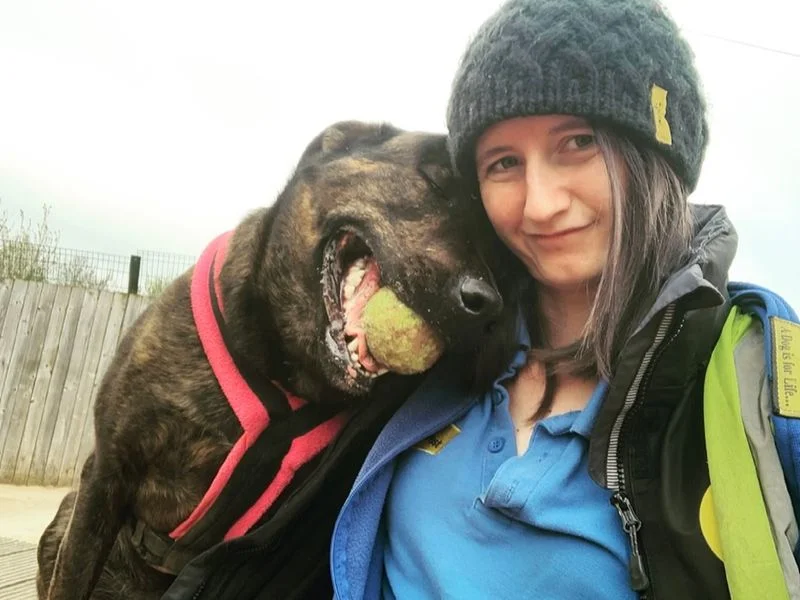 Mastiff