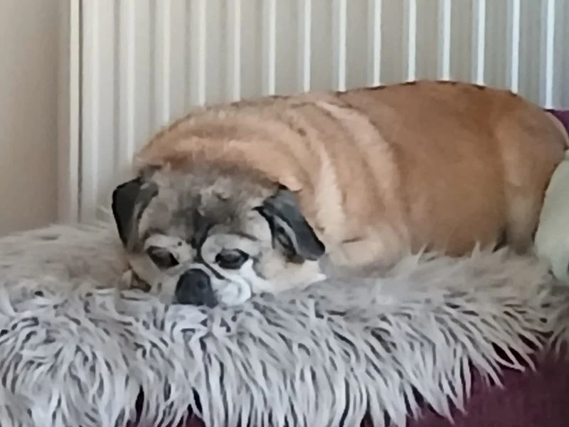 Pug