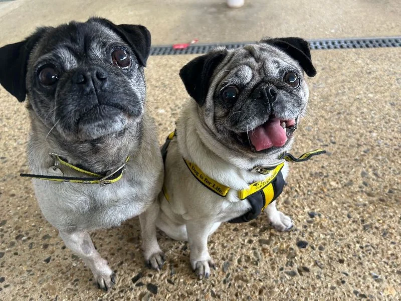Pug