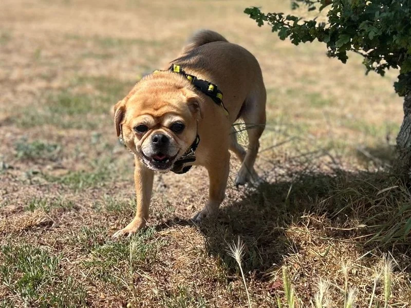 Pug