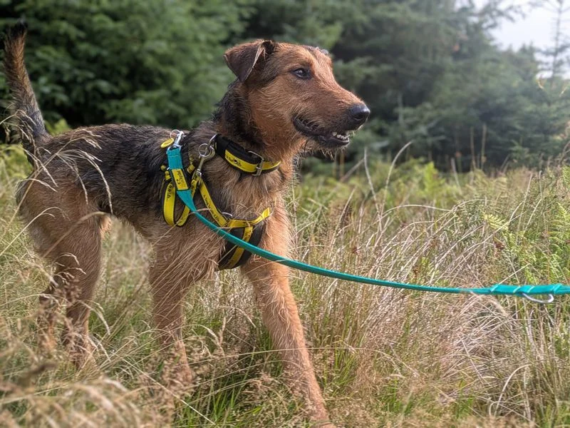 Airedale Terrier