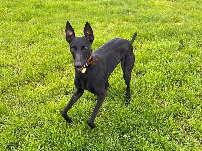 Lurcher