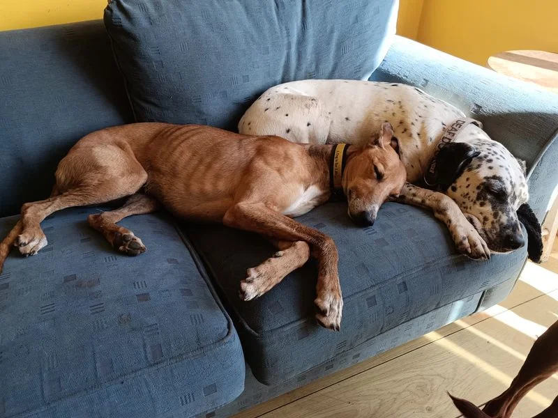 Lurcher