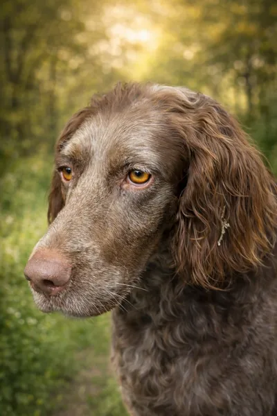 Koko-SetterPointer-Mix, adopted