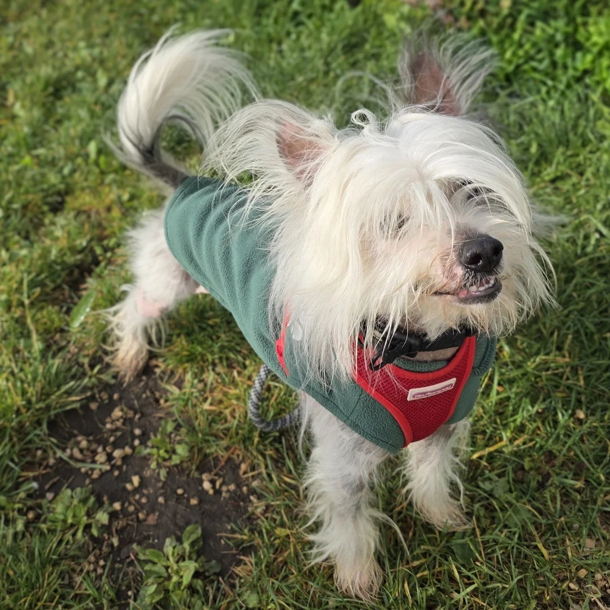 Chinese Crested