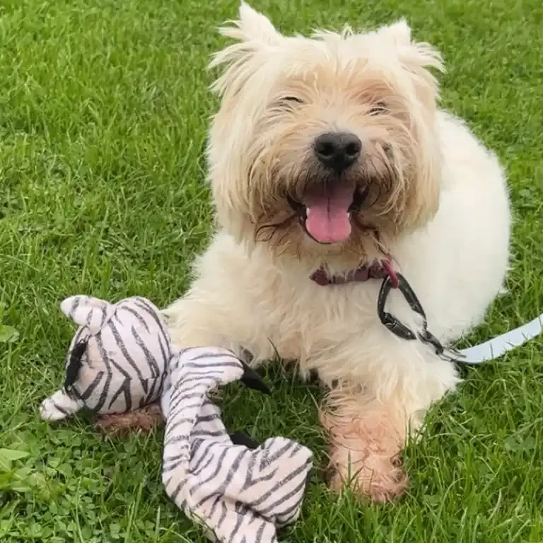 West Highland White Terrier