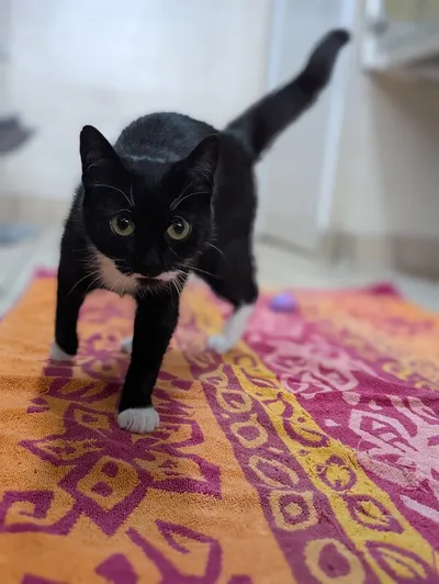 Crumpet, adopted