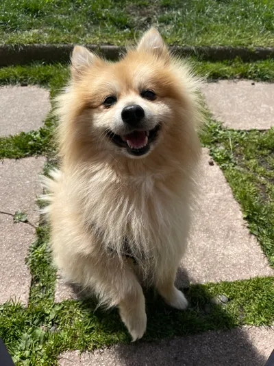 Simba, adopted