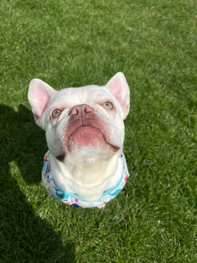 Snow, adopted