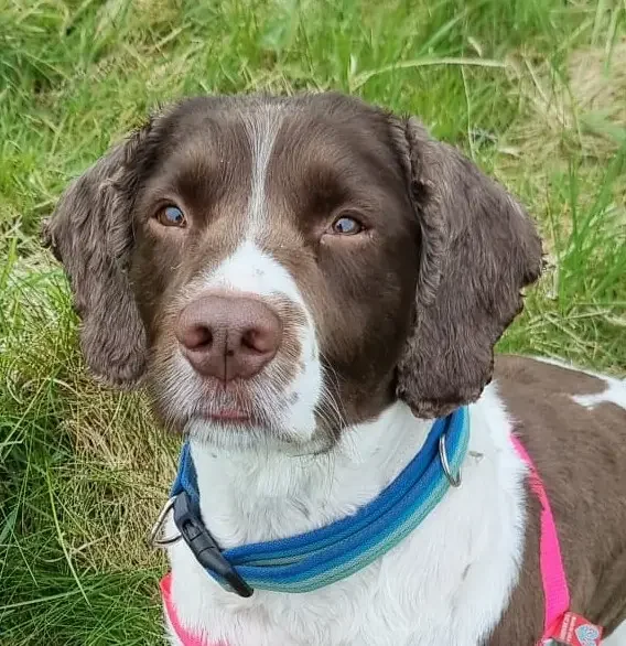 English Springer Spaniel