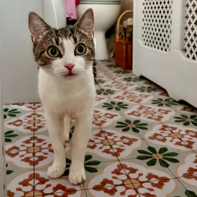 Trixie, adopted