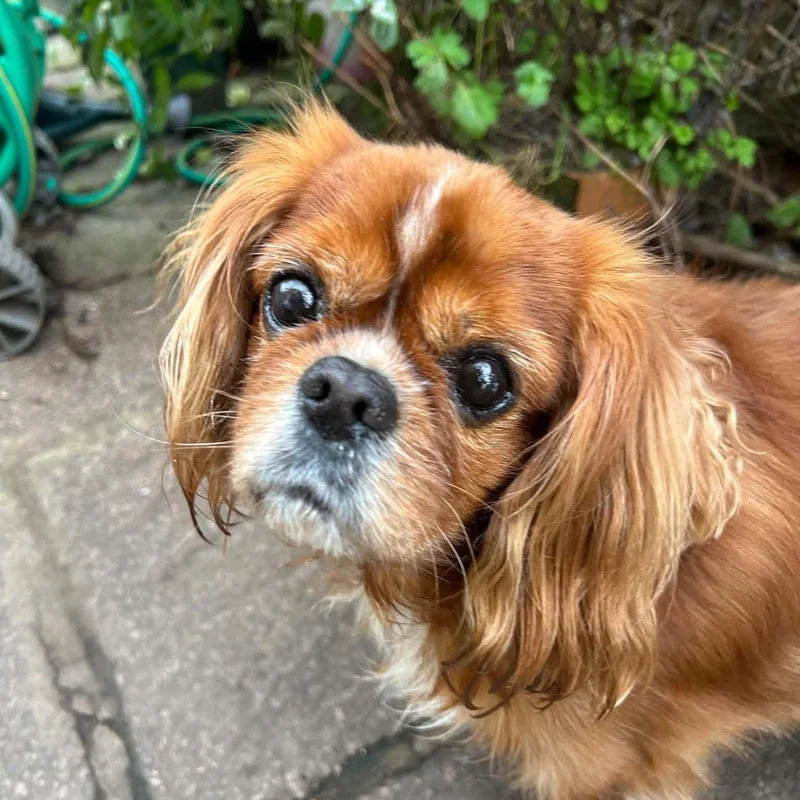Cavalier King Charles Spaniel