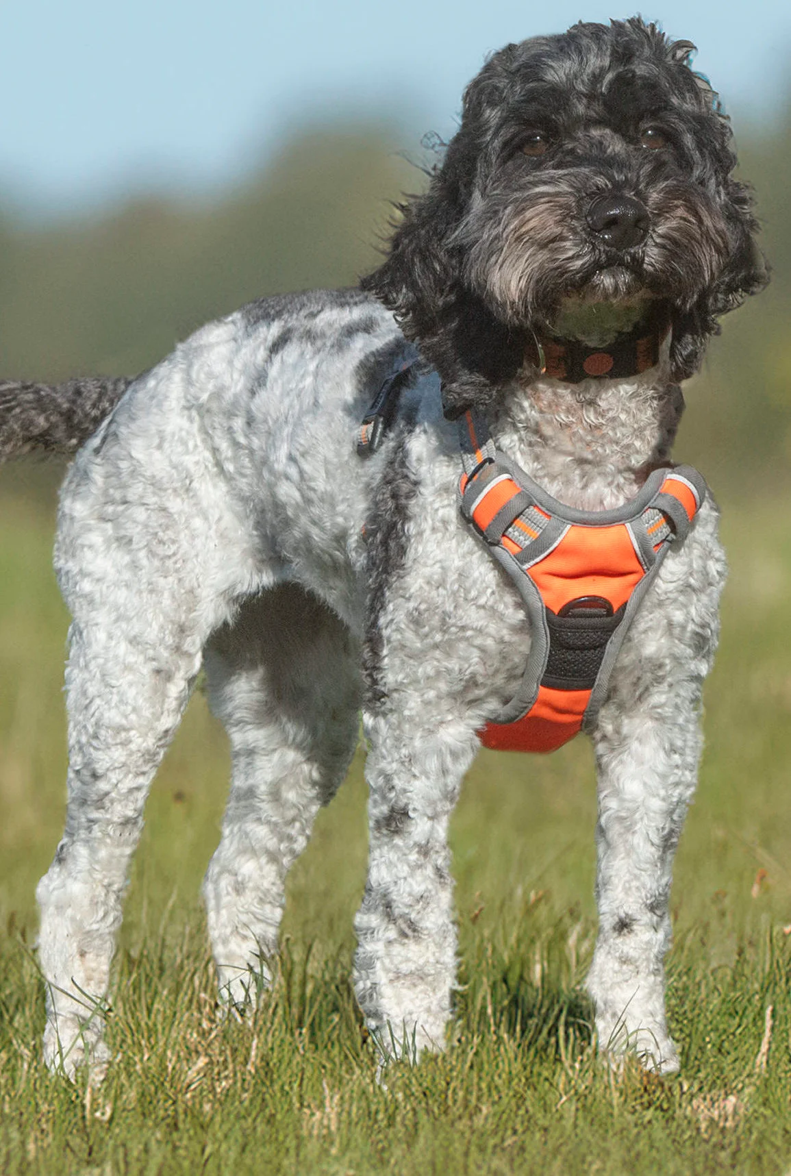 Cockapoo