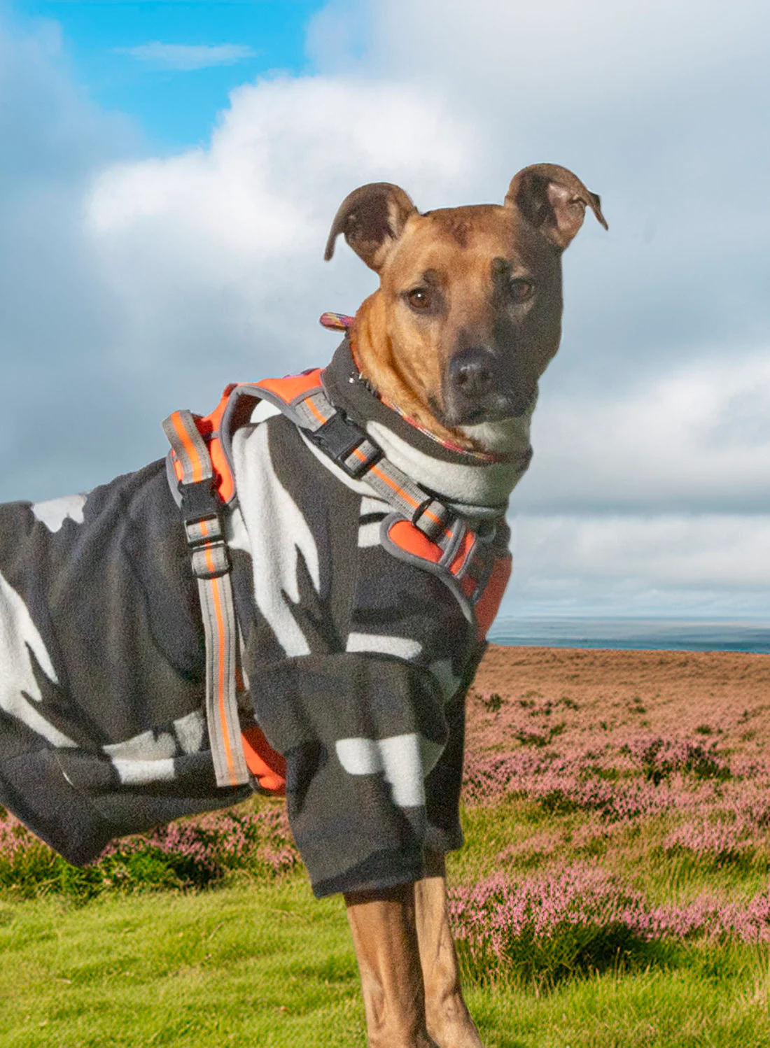 Lurcher