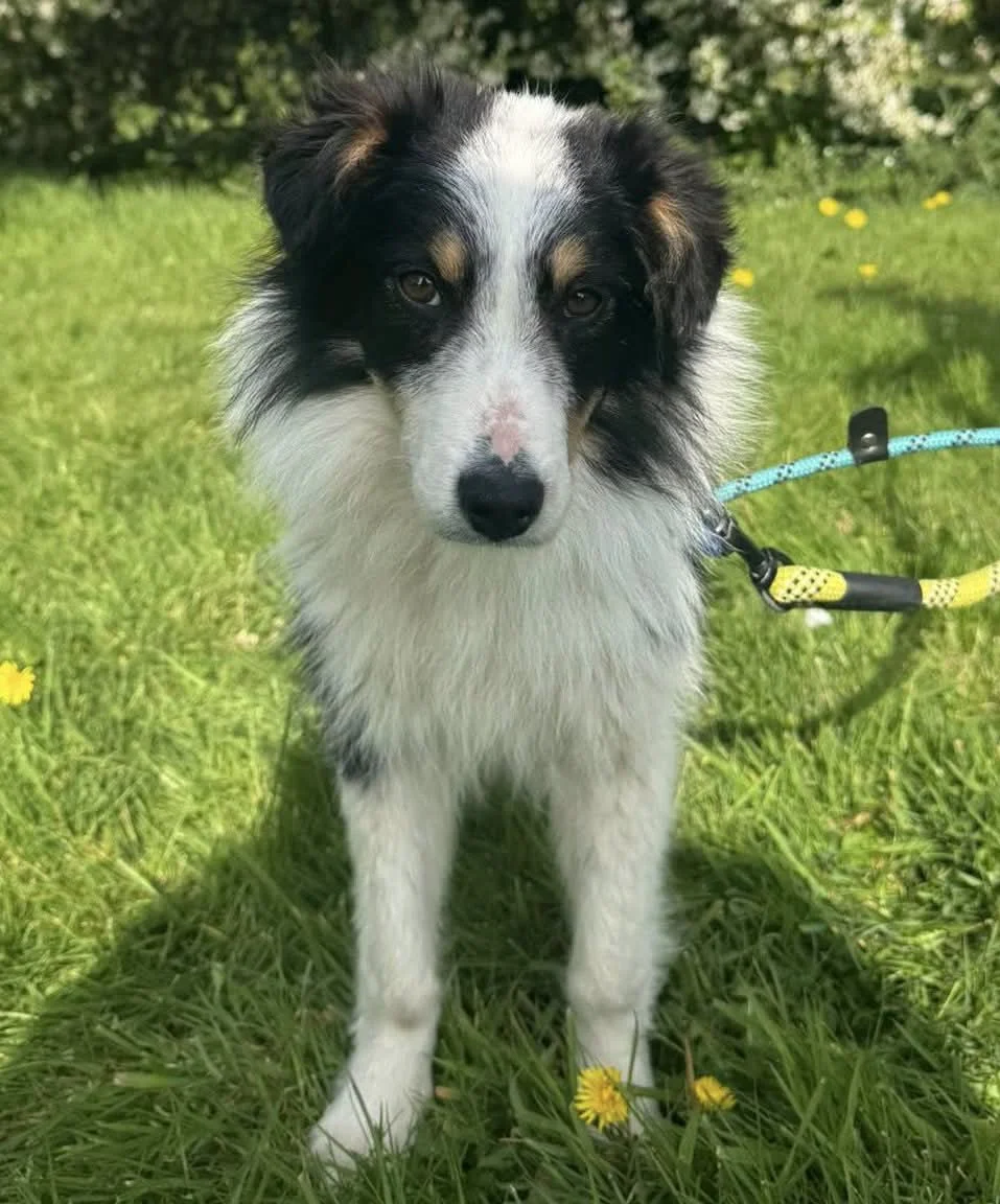 Shetland Sheepdog