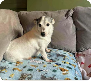 Jack Russell Terrier