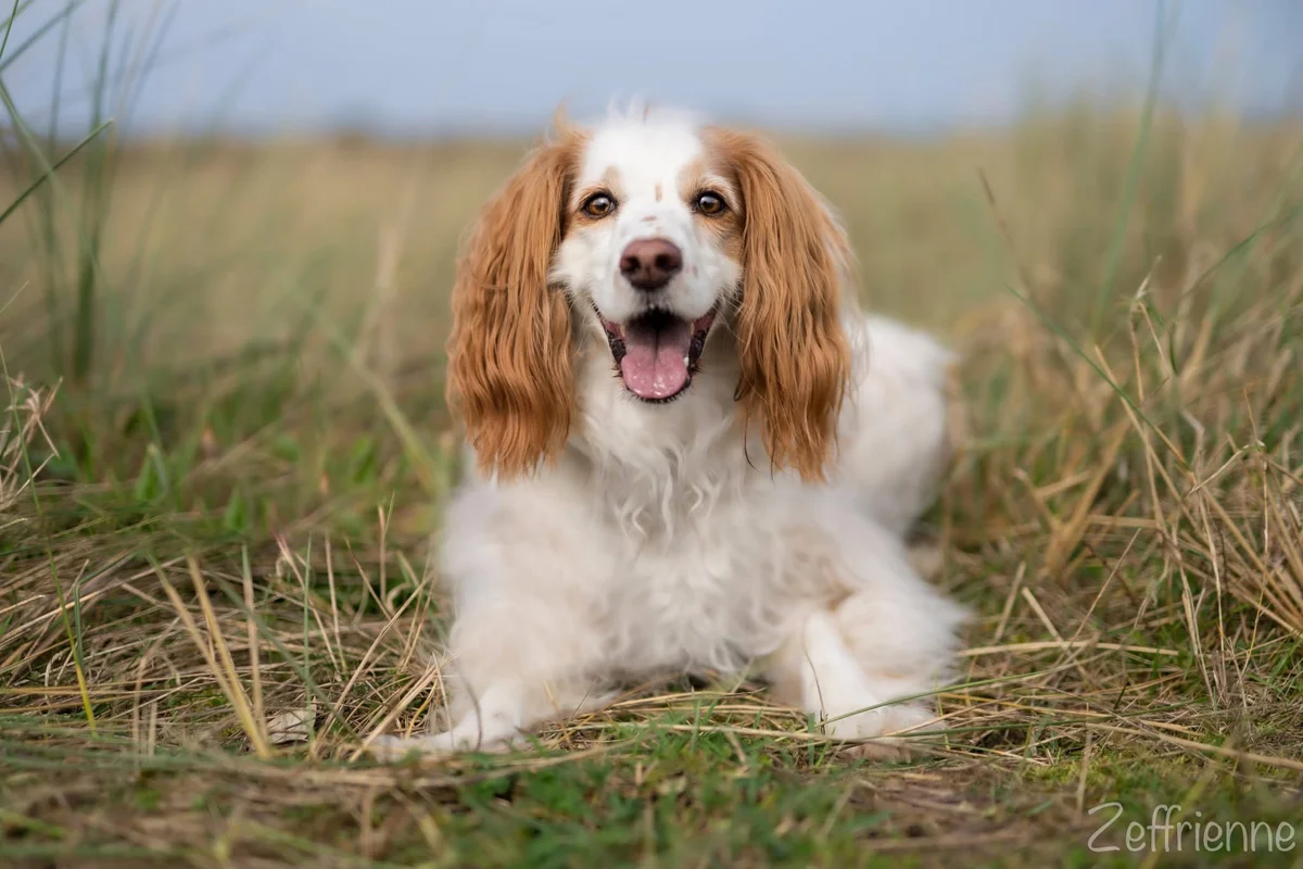 Cavapoo