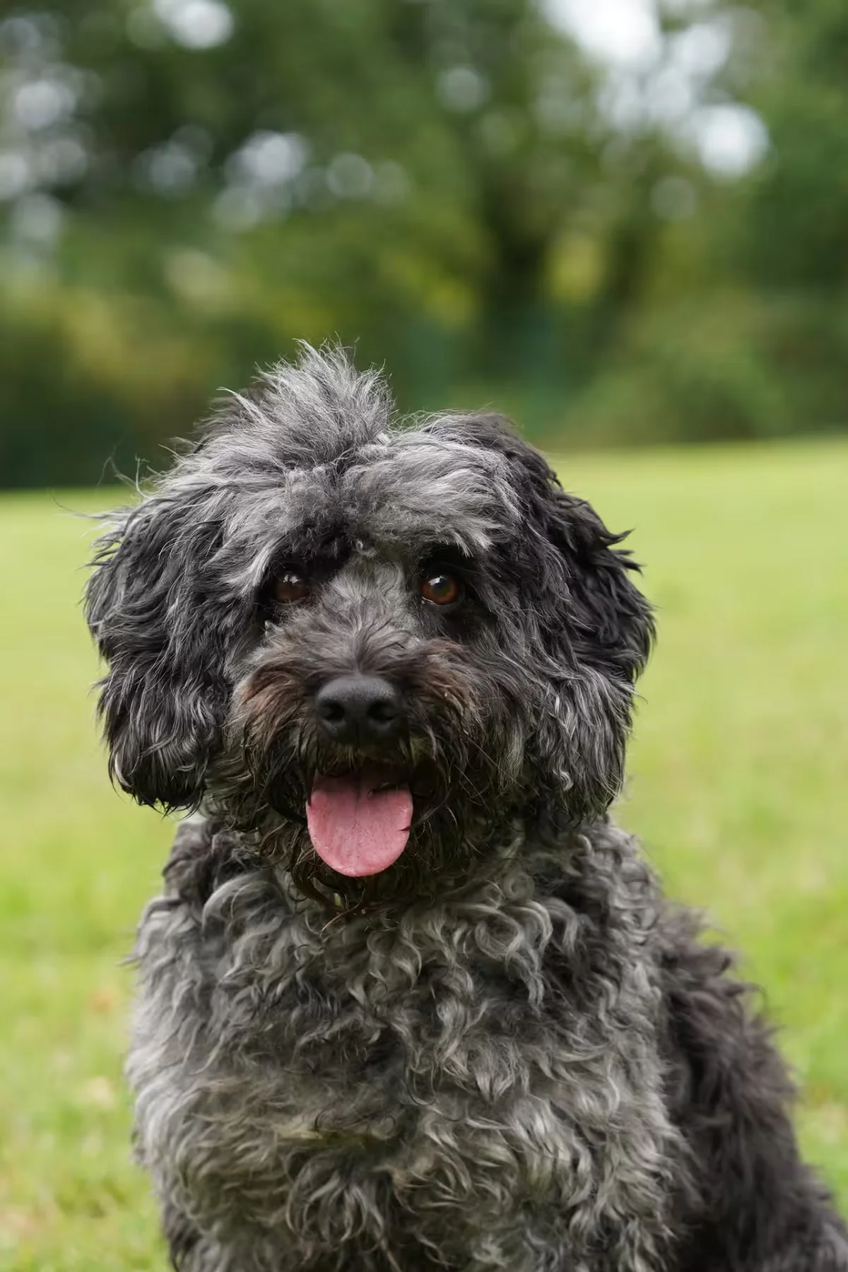 Cockapoo