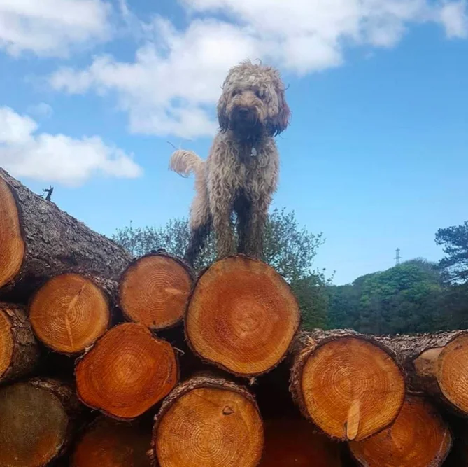 Cockapoo