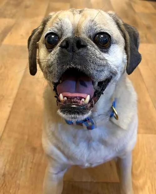 Puggle