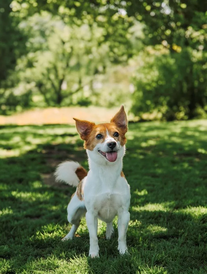 Jack Russell Terrier