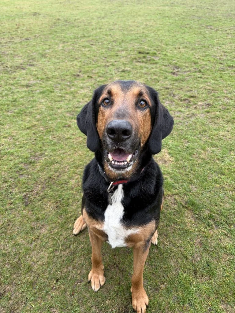 Bloodhound