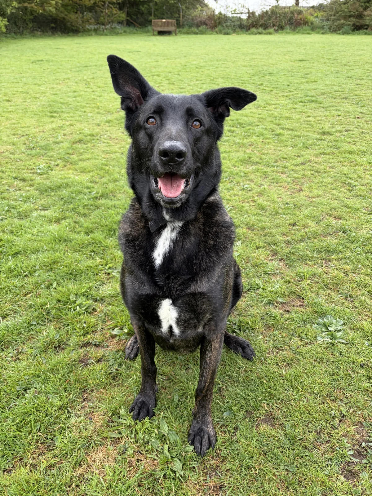 Dutch Shepherd