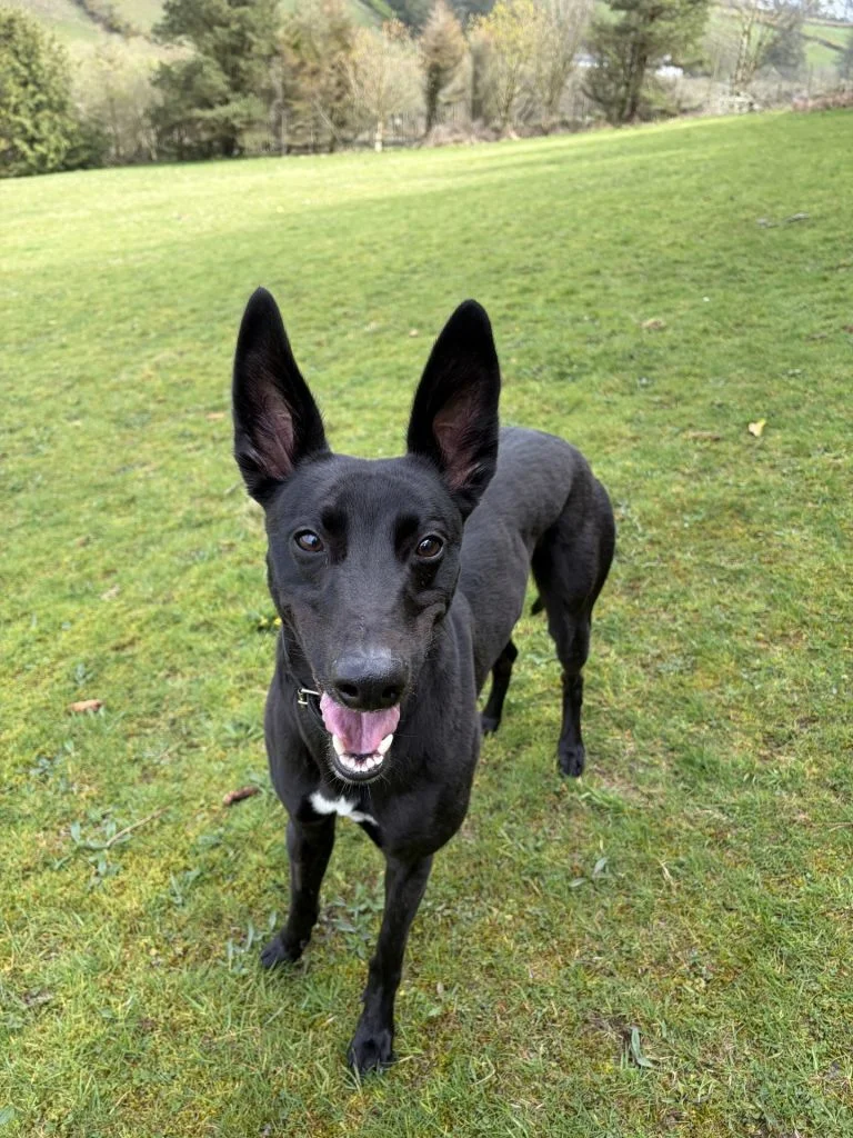 Whippet
