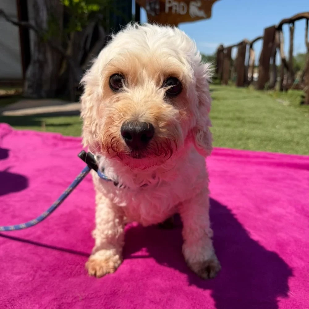 Cavapoo