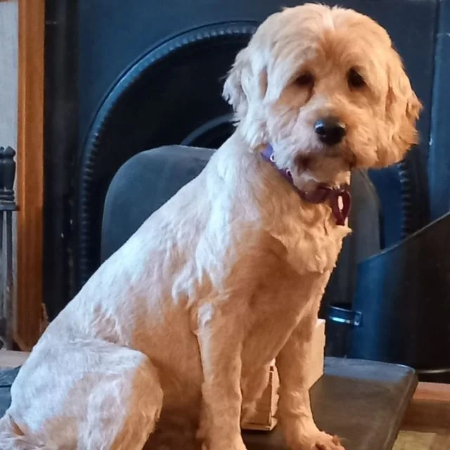 Cockapoo