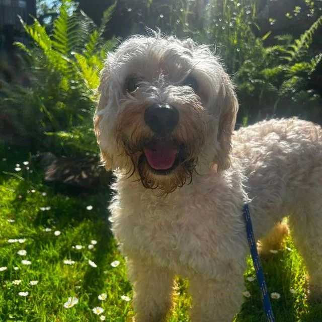 Cockapoo