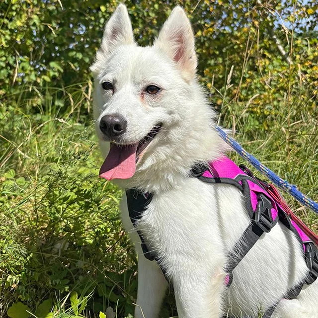 Samoyed