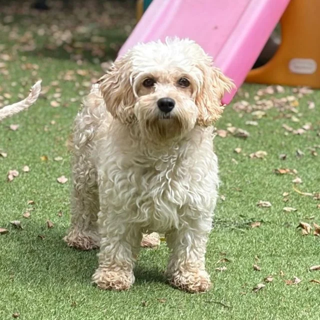 Cavapoo