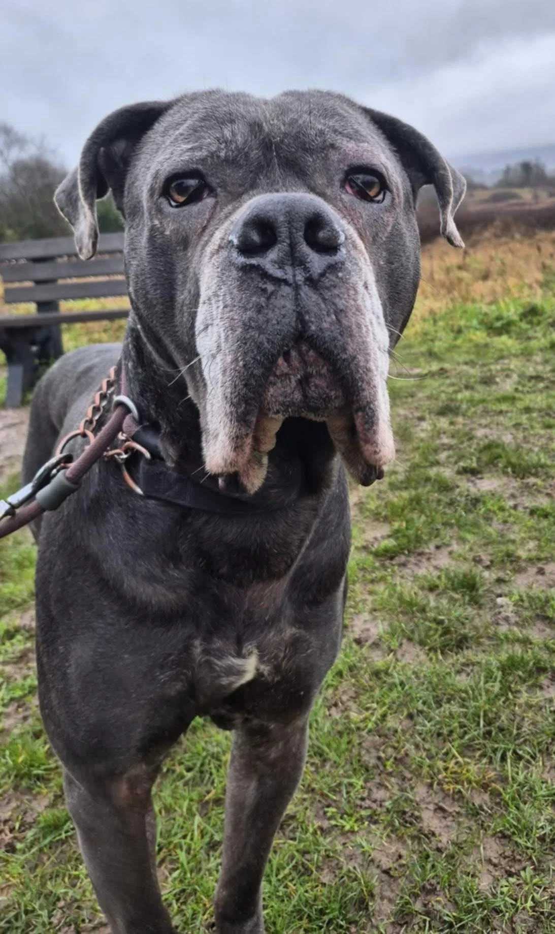 Cane Corso