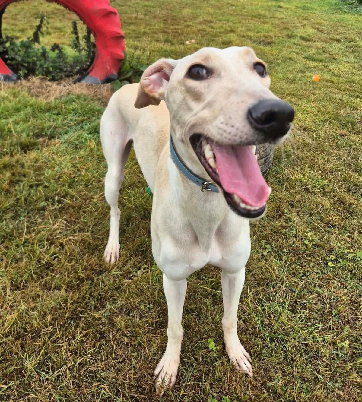 Lurcher