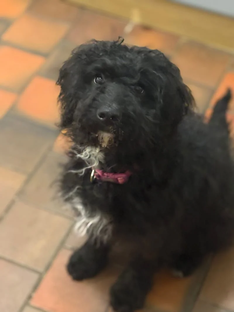 Labradoodle