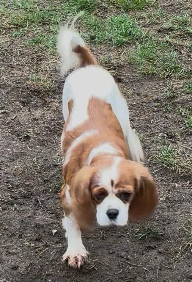 Cavalier King Charles Spaniel