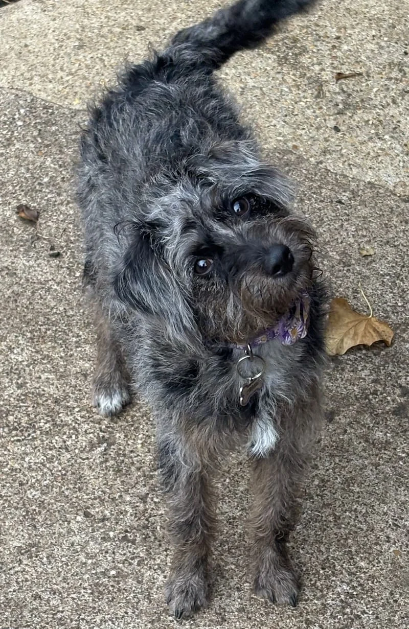 Cockapoo