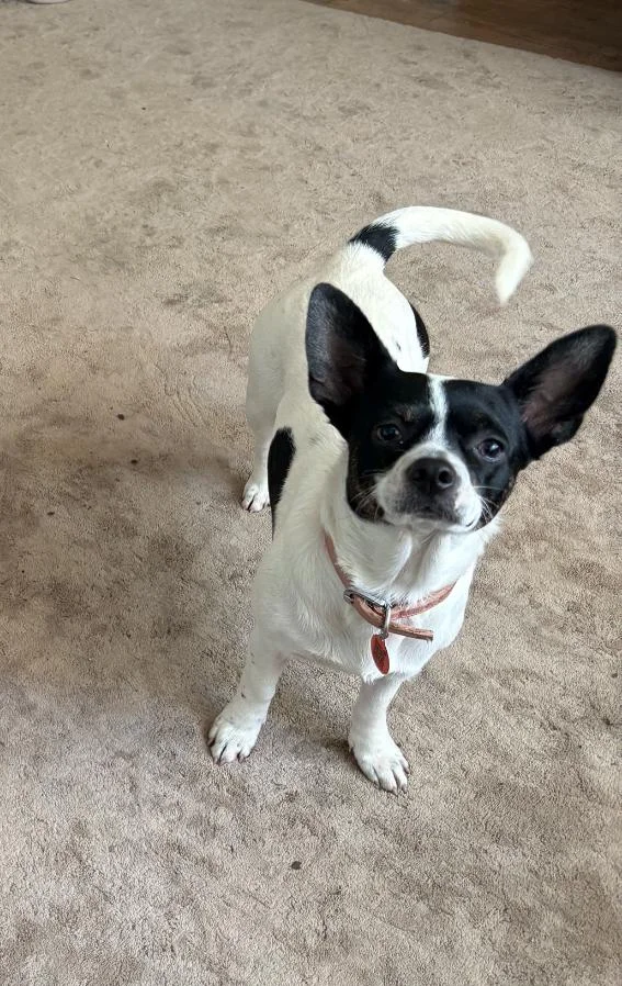 Jack Russell Terrier