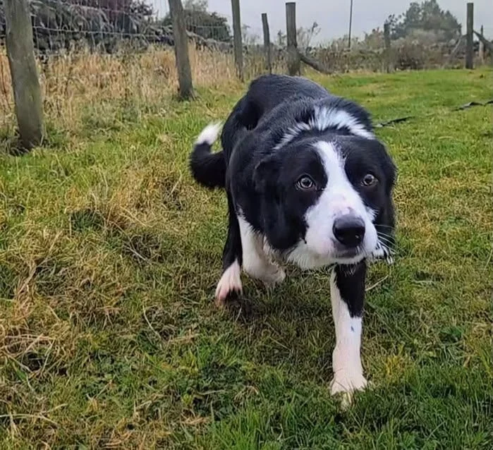 Collie